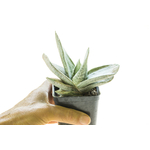 Gasteria_Silver_Fuji-2
