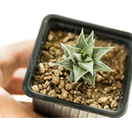 Haworthia_viscosa_griseo-Variegata-1