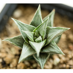 Haworthia_viscosa_griseo-Variegata-2