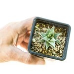 Haworthia_viscosa_griseo_Variegata-1