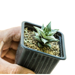 Haworthia_viscosa_griseo_Variegata-2