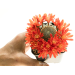 Rebutia_heliosa_Theresae_SE227-8