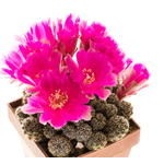 Sulcorebutia_taratensis_minima-8