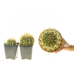 Trichocereus_Gräsers_SchönsteT1T2T3-5