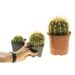 Trichocereus_Gräsers_SchönsteT1T2T3-2