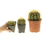 Trichocereus_Gräsers_SchönsteT1T2T3-1
