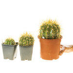 Trichocereus_Gräsers_SchönsteT1T2T3-4
