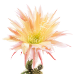 Trichocereus_Polarstern-3