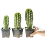 Trichocereus_Polarstern_T1-2-3-2