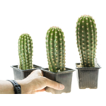 Trichocereus_Polarstern_T1-2-3-1