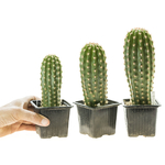 Trichocereus_Polarstern_T1-2-3-6