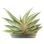 Gasteria Hulky-1