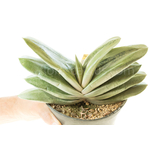 Gasteria Hulky-3