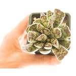 Adromischus_cooperi1