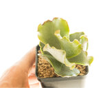 Adromischus_sphenophyllus_undulatus2