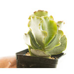 Adromischus_sphenophyllus_undulatus1