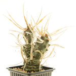 Tephrocactus_papyracanthus1