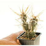 Tephrocactus_papyracanthus2
