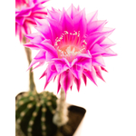 Echinopsis_llila_Rigato-1