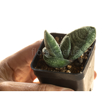 Gasteria_batesiana_Sifula-3