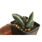 Gasteria_batesiana_Sifula-4
