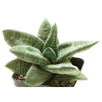 Gasteria_batesiana_Sifula-6