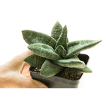 Gasteria_batesiana_Sifula-7