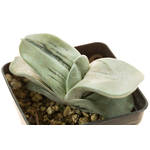 Gasteria_armstrongii_Ginsha_kodakara-1