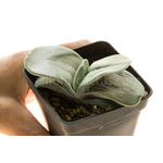 Gasteria_armstrongii_Ginsha_kodakara-3