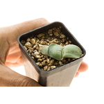Gasteria_armstrongii_Ginsha_kodakara-9