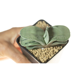 Gasteria_armstrongii_Ginsha_kodakara-8