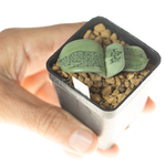 Gasteria_armstrongii_Ginsha_kodakara-10