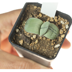 Gasteria_armstrongii_Ginsha_kodakara-11