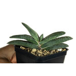 gasteria_armstrongii_Lime_Essence-3