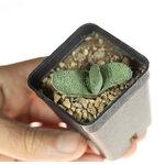 gasteria_armstrongii_Lime_Essence-4