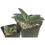 gasteria_armstrongii_Lime_Essence-1