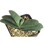 gasteria_armstrongii_Lime_Essence-2