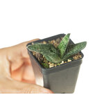 Gasteria_carinata_Jhamsberg-6