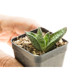 Gasteria_carinata_Jhamsberg-3