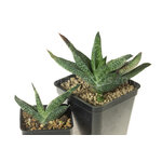 Gasteria_carinata_Jhamsberg-1