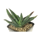 Gasteria_carinata_Jhamsberg-2