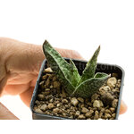 Gasteria_carinata_Jhamsberg-4