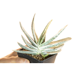 Gasteria_obtusifolia_Fuji-Kodakara-3