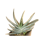 Gasteria_obtusifolia_Fuji-Kodakara-1