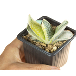 Gasteria_obtusifolia_Fuji-Kodakara-5