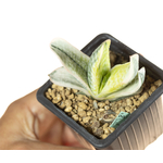Gasteria_obtusifolia_Fuji-Kodakara-4