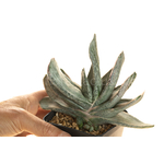 Gasteria_Aramatsu-3