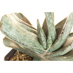 Gasteria_Aramatsu-2