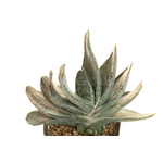 Gasteria_Aramatsu-5