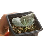 Gasteria_Aramatsu-6